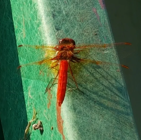 Meet your Posher🍄🐾☘️ - Picture 8 of 12